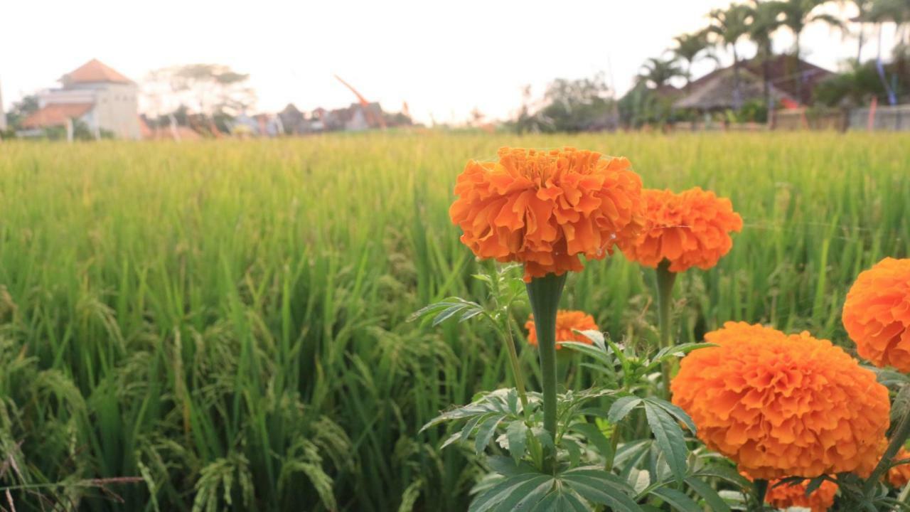 Villa Padi Canggu Екстериор снимка